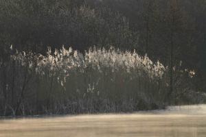 Schilf und Rohrkolben Ostufer vor Müggenbusch